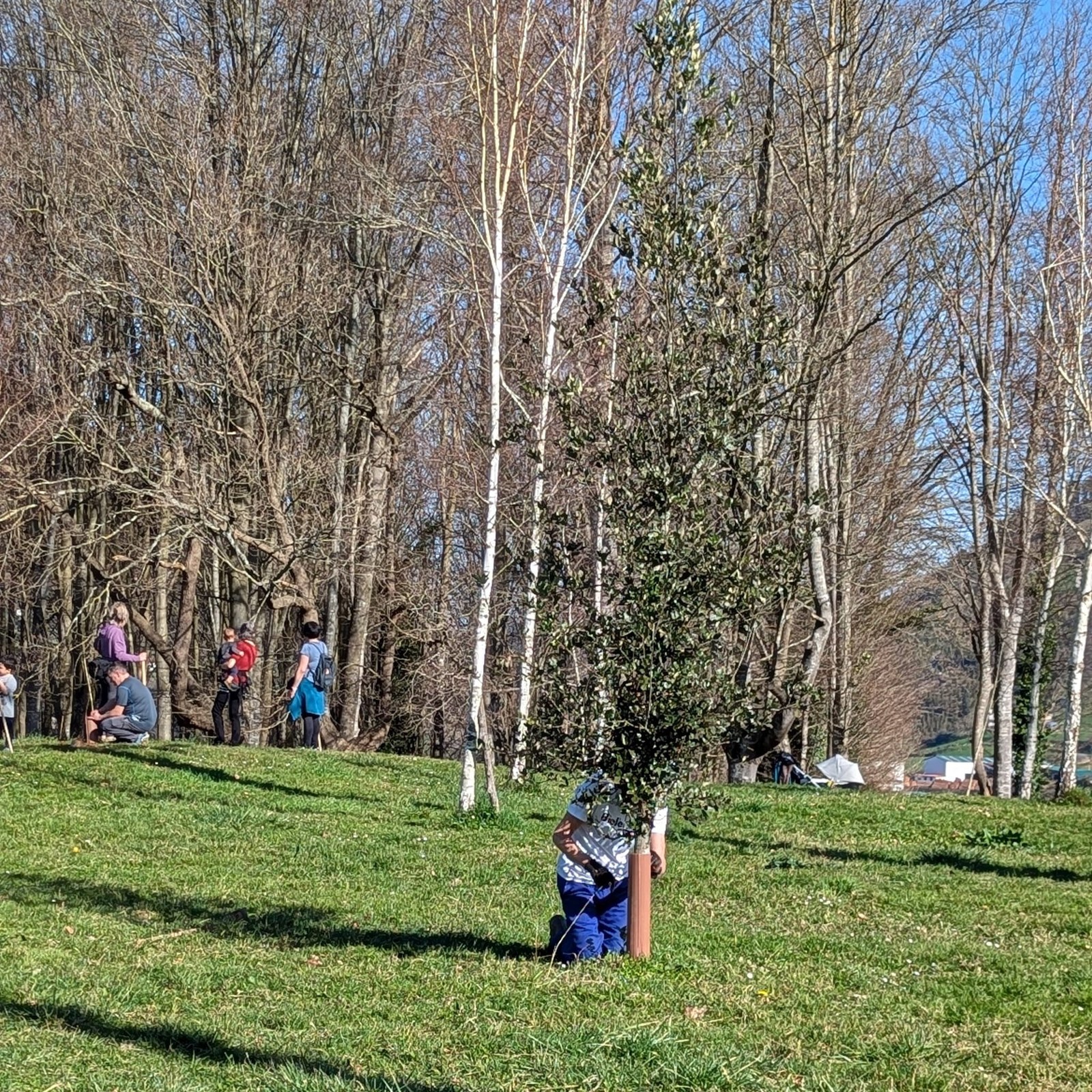 240 zuhaitz inguru landatu dituzte Goenako zelaian