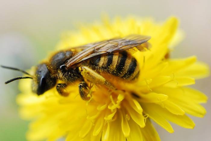 Erleen mundu ezkutua ezagutzeko aukera izango da igandean Ekoetxean